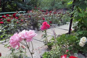 Гошівська гора 5